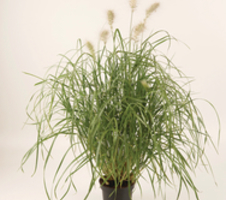 villosum