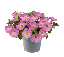 Viva® Baroque Pink