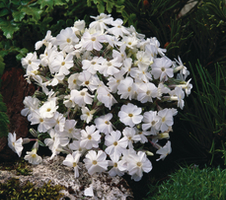 douglasii