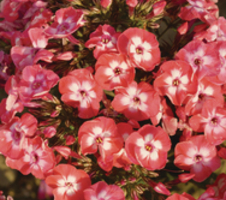 paniculata