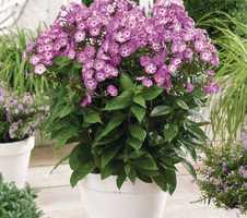 paniculata