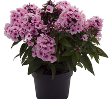 paniculata