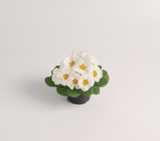Salome® F1