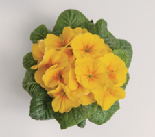 Salome® F1
