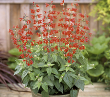 coccinea