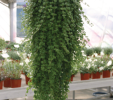 douglasii