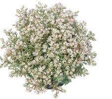glaucophyllum