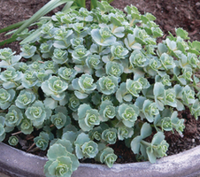 sieboldii