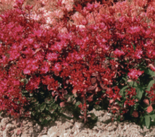 spurium