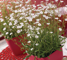 alpestris