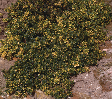citriodorus