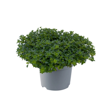 praecox