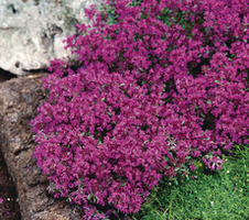 Thymus praecox  - Red Carpet