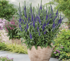 spicata