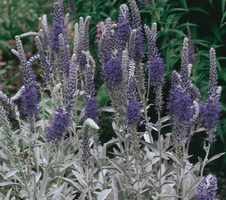 spicata