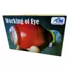 Kutuhal Working of Eye DIY Model - Multi-Color Science Kit