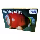 Kutuhal Working of Eye DIY Model – Kit scientifique multicolore