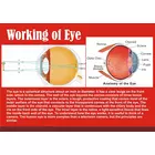 Kutuhal Working of Eye DIY Model – Kit scientifique multicolore