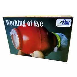 Kutuhal Working of Eye DIY-Modell – Mehrfarbiges Wissenschaftsset