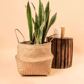 Belly Basket planters