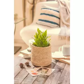 Date palm planter- Tabletop plant pot 1A