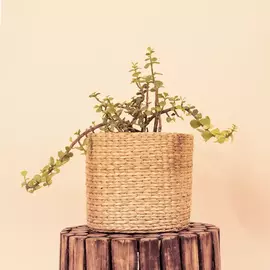 Kauna grass planter 1