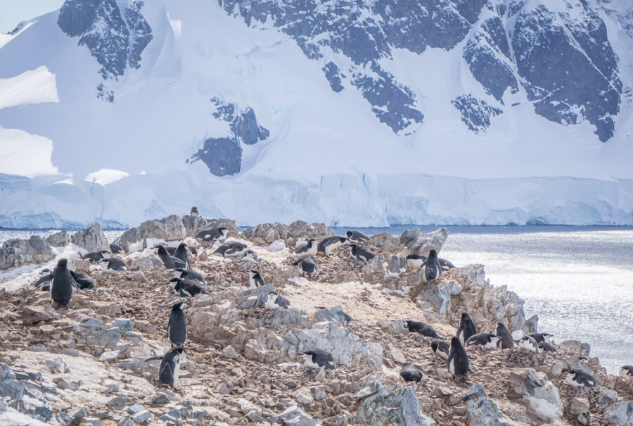 Pinguine in der Antarktis.
