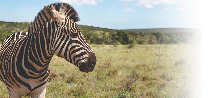 Zebra in der Savanne.