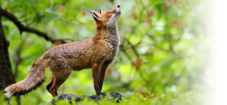 Fuchs im Wald.