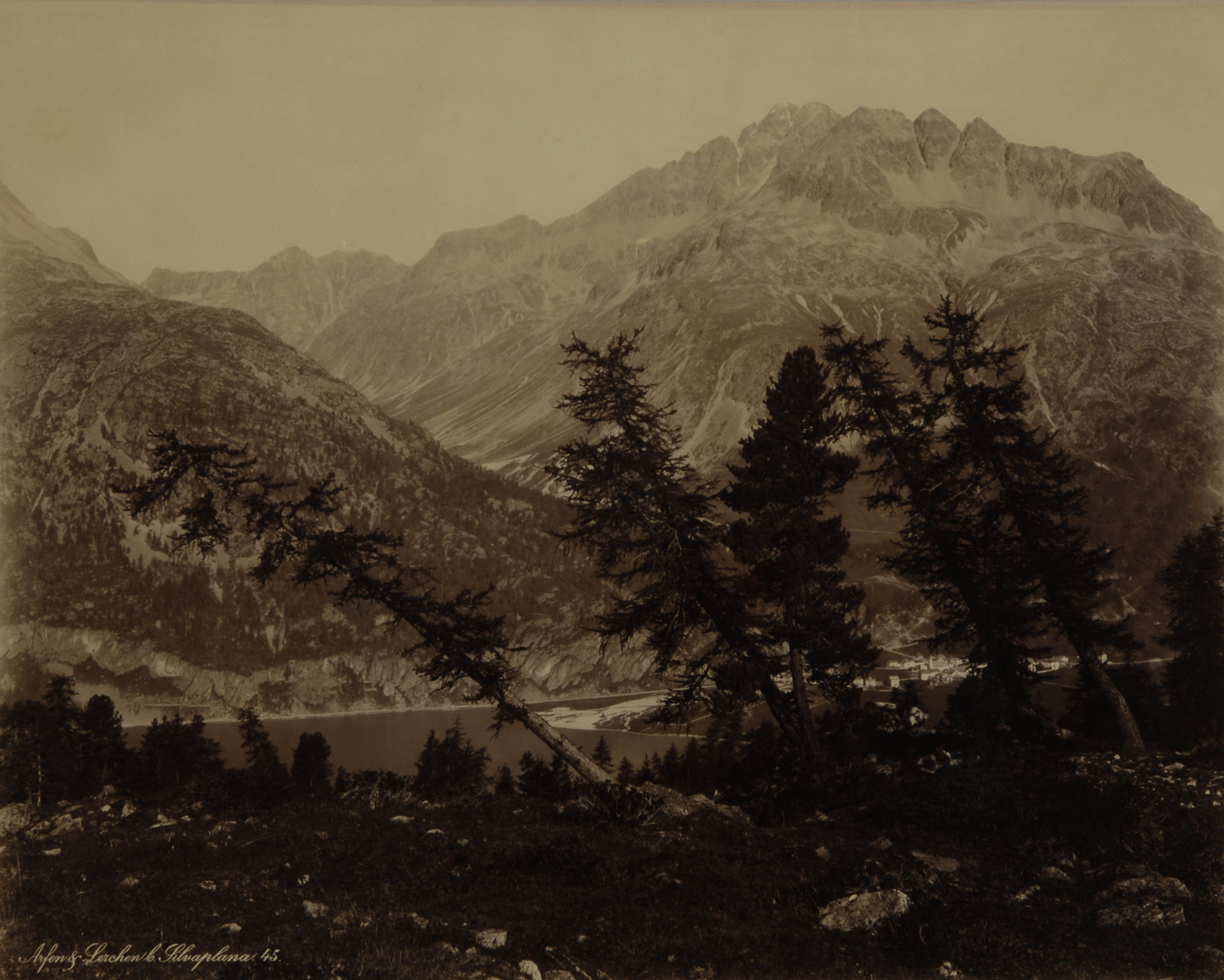 Guler Romedo, Arven und Lärchen bei Silvaplana