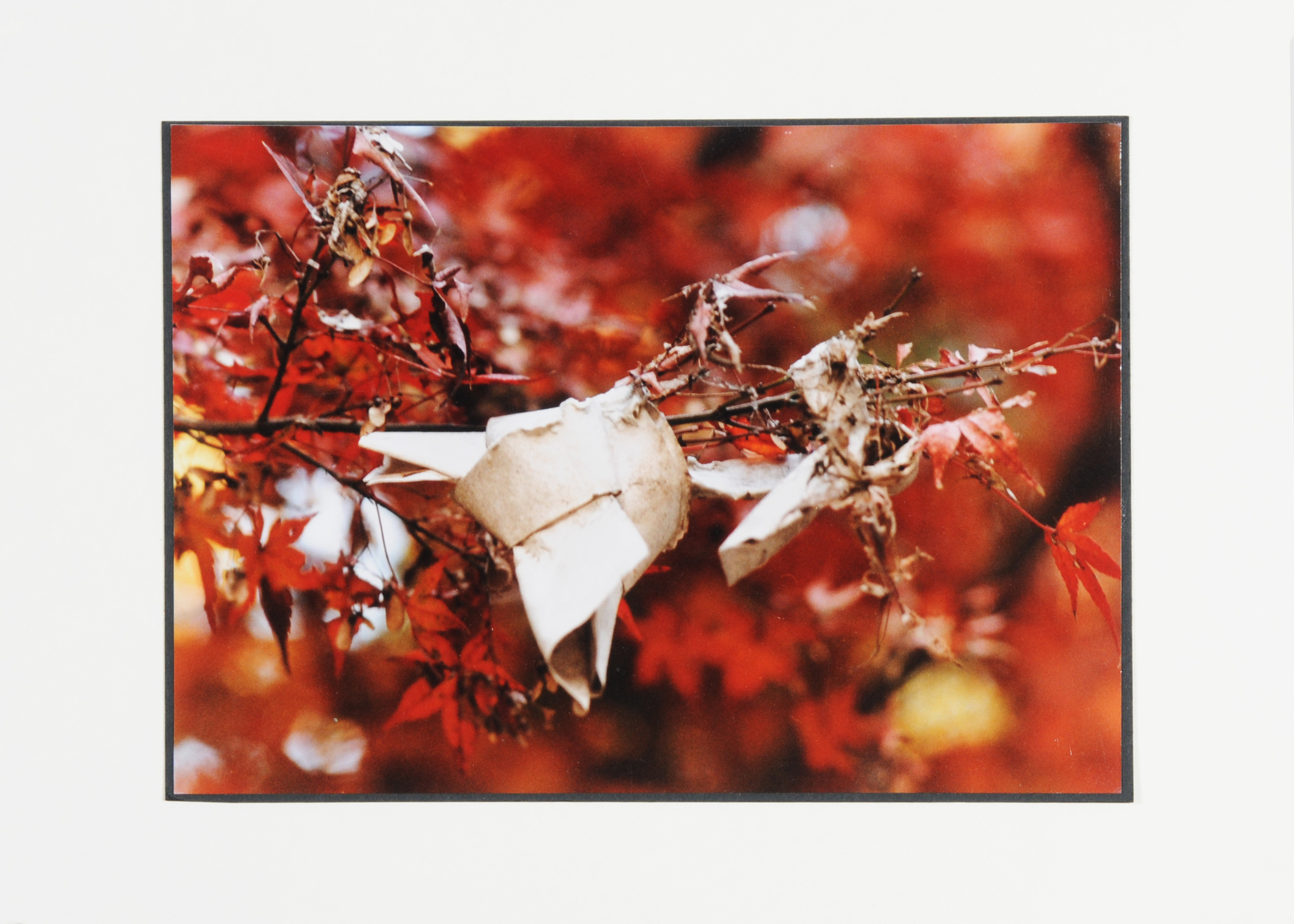 Lüscher Ingeborg, Portfolio. Omikuji (Tokyo, Kyoto, Nara, Izumo)