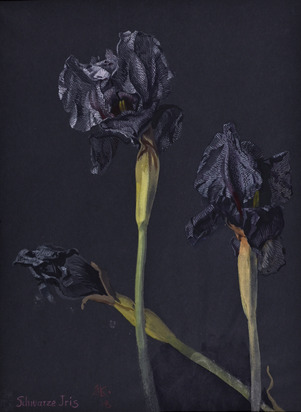 Black iris