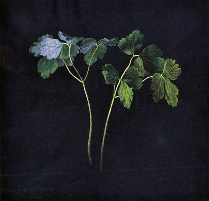 Aquilegia Vulgaris