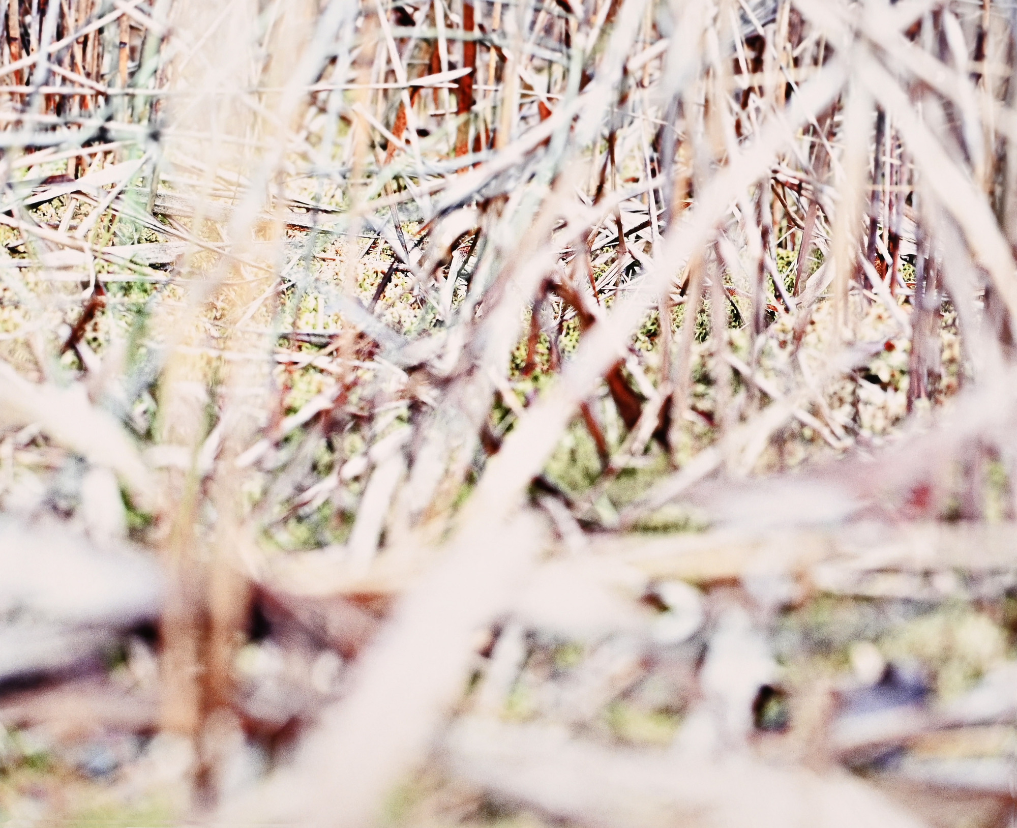 Katrin Freisager, 3 works: Wunderland 1/09; Wunderland 2/09; Wunderland