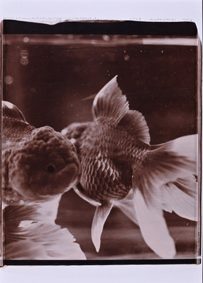 2 works: Goldfisch #123; #129