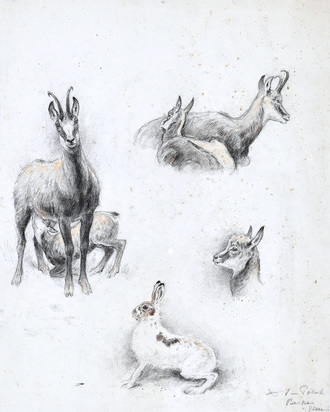 Study on chamois and a hare