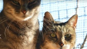 gattile/oasi felina