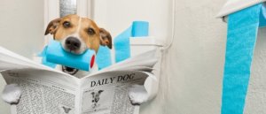 Deiezioni di cani