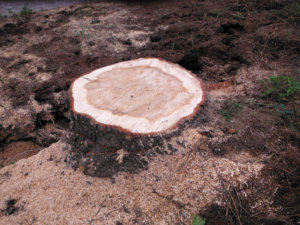 più alberi e meno ceppaie lungo le strade