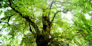 Parco Monti
