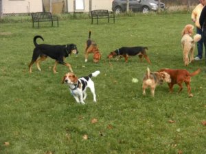 Aree cani outdoor e indoor