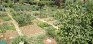 Regolamento Orti urbani