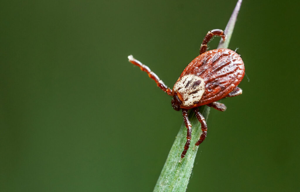 Meglepő felfedezés segítheti a kullancsok elleni védekezést - Greenfo