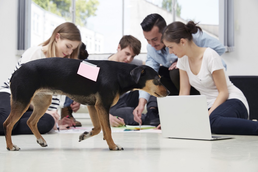 5 Ways Taking Your Pet To Work Can Reduce Stress Groupon Merchant UK