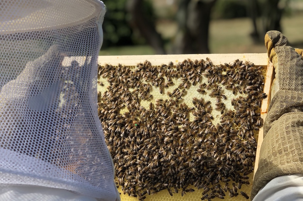 Imker rettet bienen c hektar nektar
