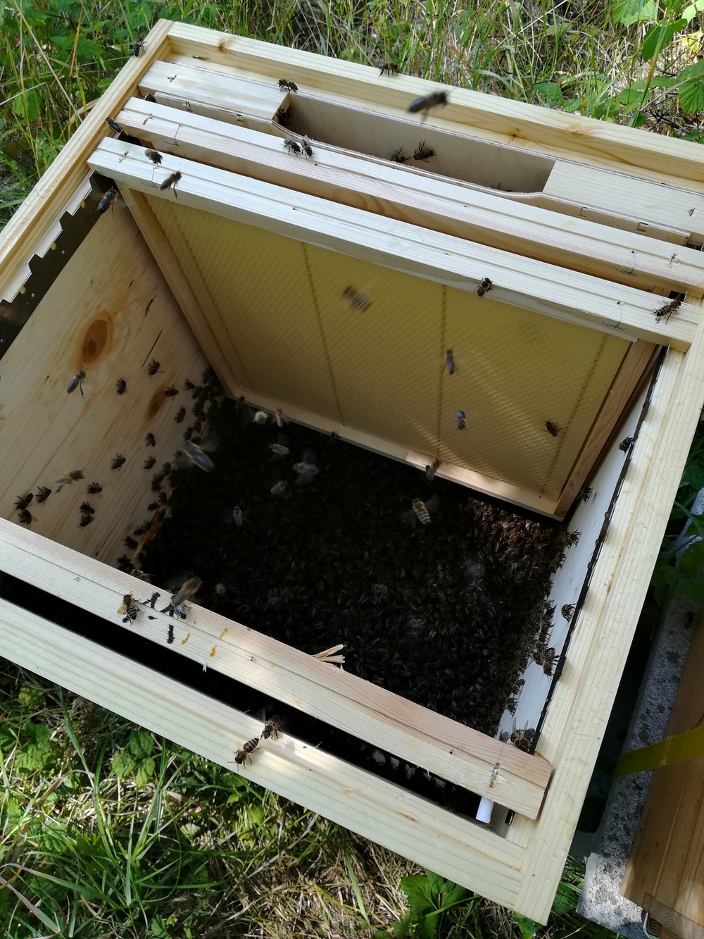 Bienen c hektar nektar