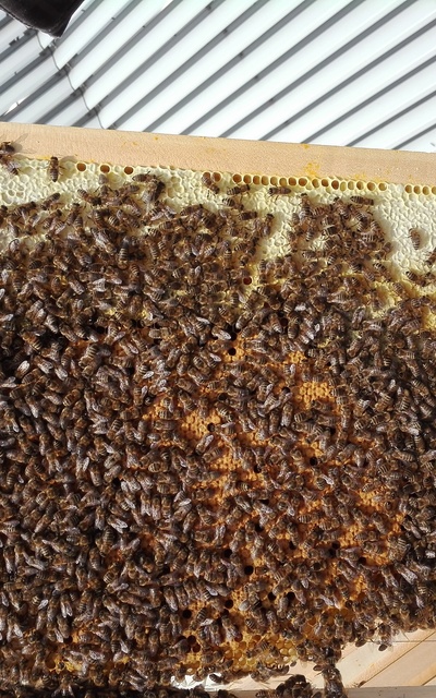 Online Bienen Kaufen Und Verkaufen Offline Mehr Zeit Fur Die Bienen