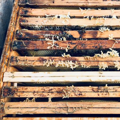 Bees