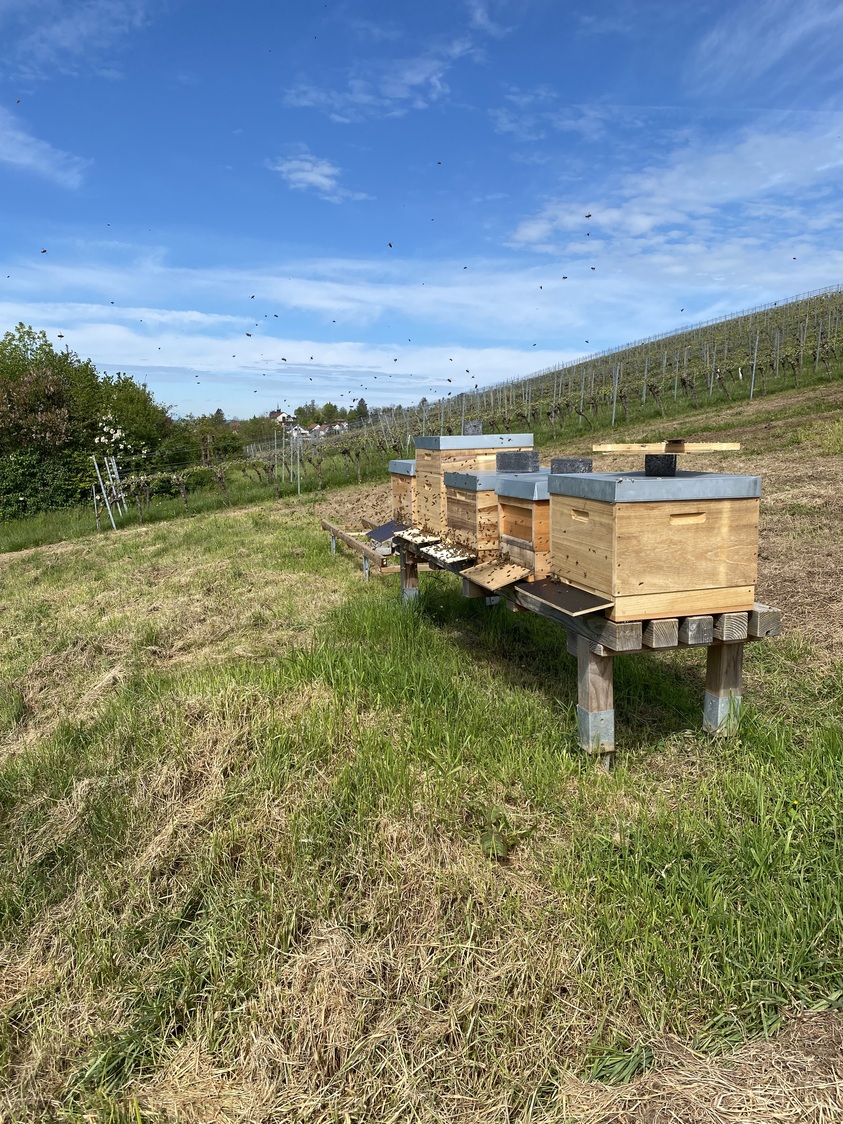 Beekeeper photos
