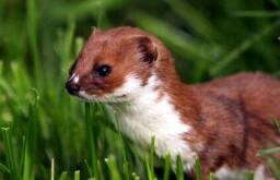 nevstuicamnncminim029a